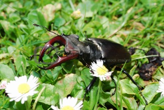 large stag beetle in grass