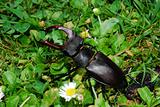 stag beetle crawling