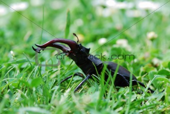 stag beetle in high grass