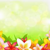 Natural Background With Garland From Plumeria