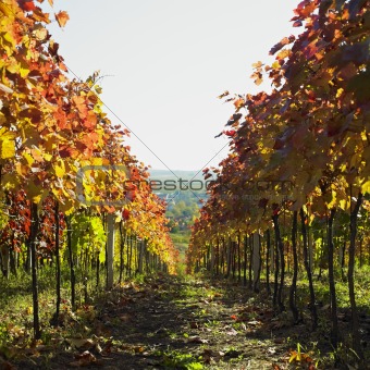 vineyard, Biza Winery, Cejkovice, Czech Republic