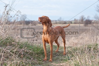 Vizsla Dog in a Field