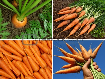 organic carrots collage