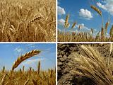 wheat set