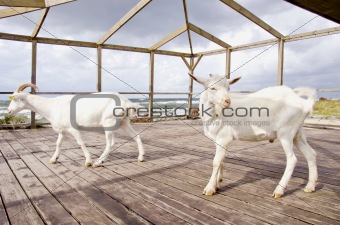 two goats in the sea resort