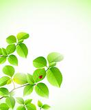  background with green branch