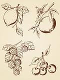 hand drawn  berries and fruits