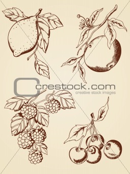 hand drawn  berries and fruits