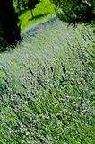 Lavender (Lavandula) field