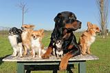 chihuahuas and rottweiler