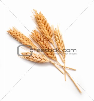 Wheat ears isolated 