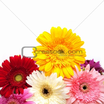 Colorful gerberas isolated on white 