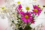 pink and white daisies