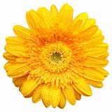 Yellow gerbera  with water drops isolated