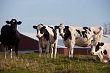 Cow Farm in Wisconsin  