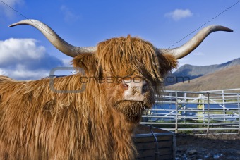brown highland cattle with blue sky in background