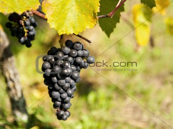 Bunch ov grapes