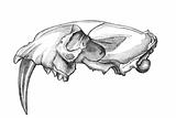 Sabre-Toothed Tiger Skull