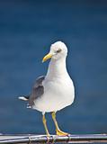 Sea gull standing on boat front view