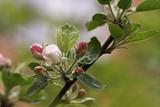 Apple tree in the spring blossoming
