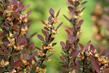 Berberis ottawensis supera's blossoming bush