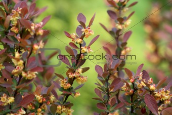Berberis ottawensis supera's blossoming bush