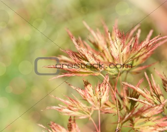 Acer japonicum in the garden