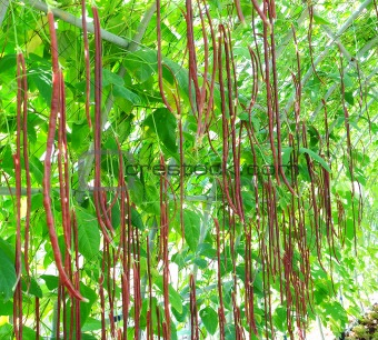 fresh organic violet kidney beans in field