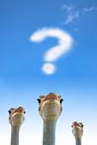 question and thinking  concept. ostrich watching question mark