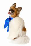 Papillon dog breed with a blue bow, isolated