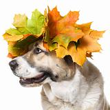 Dog in a maple wreath ,isolated