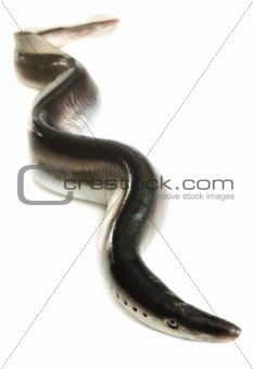 Fish lamprey, isolated