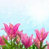 Beautiful meadow with pink lilies in sunny summer day.