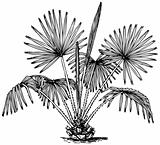 Plant Livistona chinesis