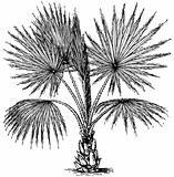 Plant Washingtonia filifera (California Fan Palm)