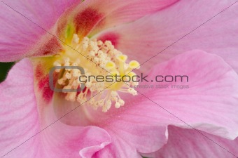 Detail of a pink hibiscus flower
