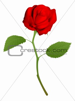 Illustration of a beautiful red rose