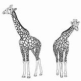 Two giraffes. Vector illustration.