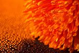 Beautiful drops of water and orange flower