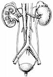 Human urinary system