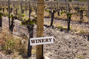 Winery Sign In Vineyard