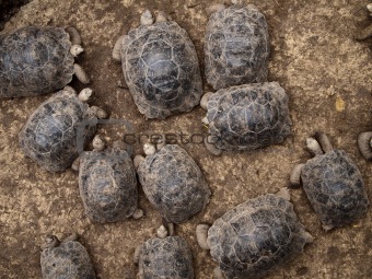 Baby Giant Tortoises
