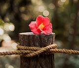 Red Flower On Post With Rope
