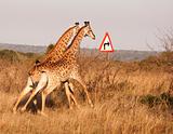 Two Giraffes With Right Turn Arrow