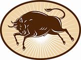 Texas Longhorn Bull attacking 