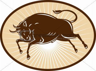Texas Longhorn Bull attacking 