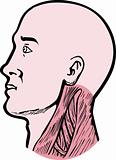 human anatomy head neck muscles
