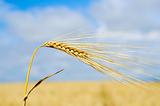 gold ears of wheat