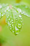 Green rose leaves with raindrops