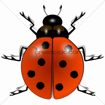 ladybug against white